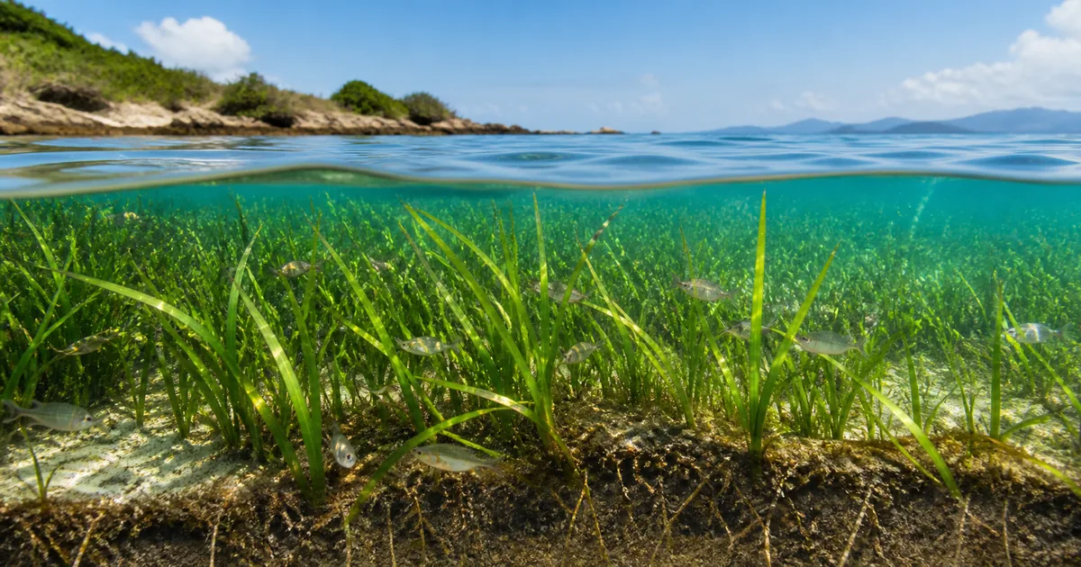 【藻場】海の森は何をしている?魚を育て炭素を蓄える仕組み